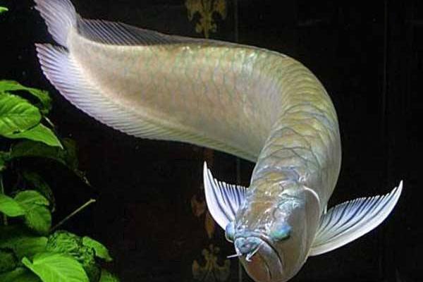 养银龙鱼有什么讲究 银龙鱼沉底预兆着什么