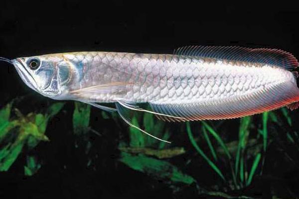 养银龙鱼有什么讲究 银龙鱼沉底预兆着什么