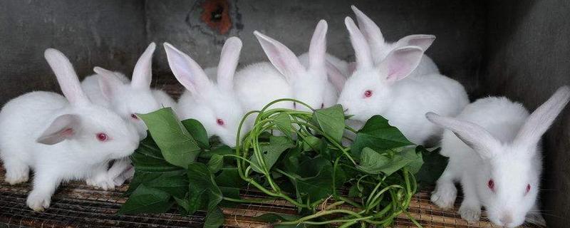 养兔子需要准备什么 养兔子怎么找销路
