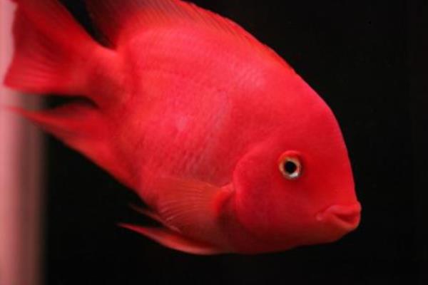 红鹦鹉鱼变白了怎么办 鹦鹉鱼变白多久能变红