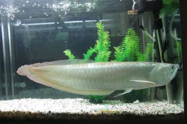 银龙鱼能活多少年 银龙鱼水温多少合适