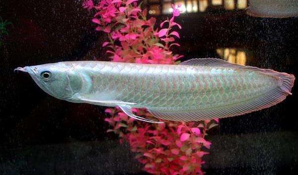 银龙鱼能活多少年 银龙鱼水温多少合适