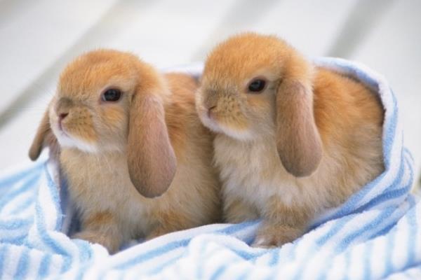 垂耳兔怎么养不臭 垂耳兔的饲养方法