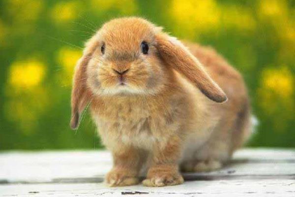 垂耳兔怎么养不臭 垂耳兔的饲养方法