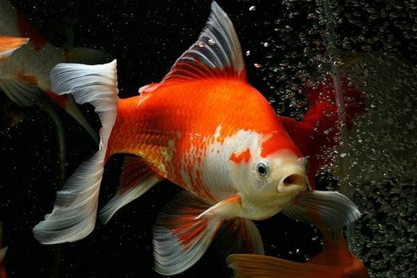 草金鱼如何增红 草金鱼能长多大
