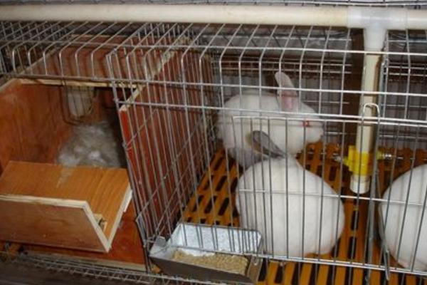 兔舍的建造方法 养兔设备有哪些