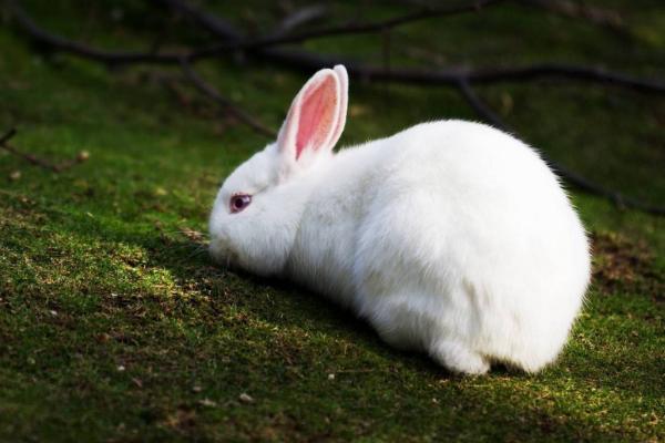家里养兔子的危害 养兔子对小孩的危害