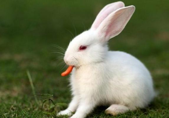 家里养兔子的危害 养兔子对小孩的危害