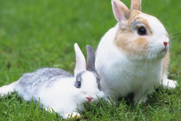 怎么养兔子 养兔子要注意什么