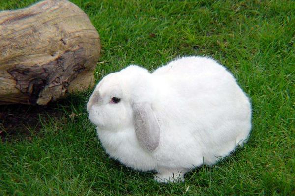 怎么养兔子 养兔子要注意什么