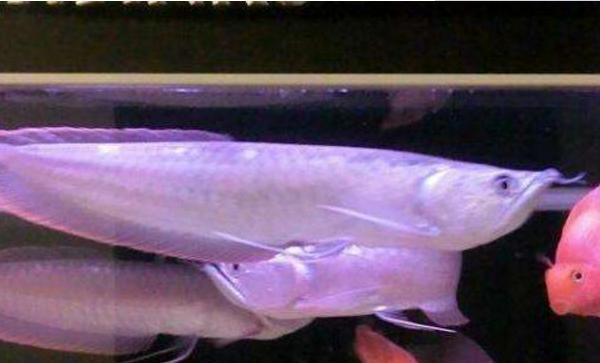 银龙鱼用什么催食开口 银龙鱼公母辨别方法（图解）
