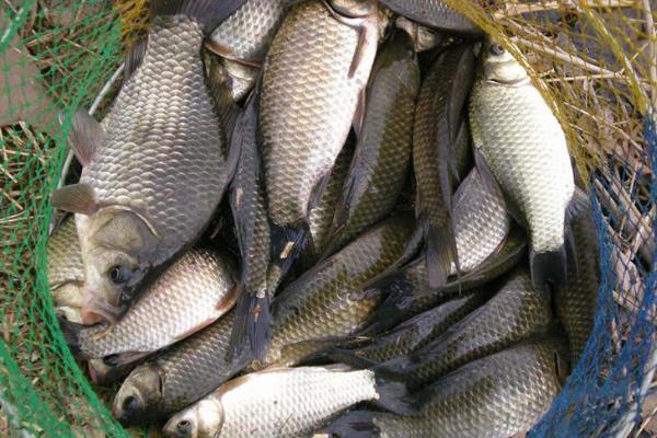 一亩鱼塘能养多少鱼 鱼塘养殖什么最赚钱