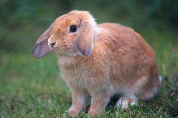 垂耳兔长大后很丑吗 垂耳兔中什么颜色最贵