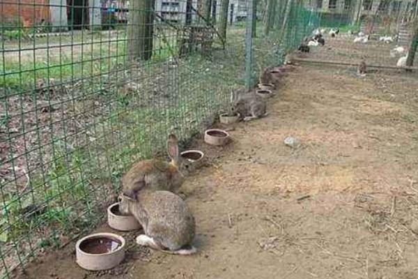思麻兔养殖是骗局吗 思麻兔的前景与利润分析
