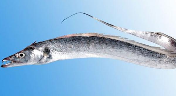 带鱼生活在海底多少米 皇带鱼最长有多少米