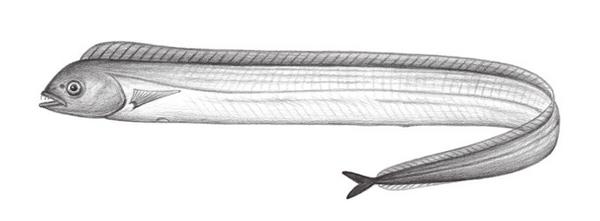 带鱼生活在海底多少米 皇带鱼最长有多少米