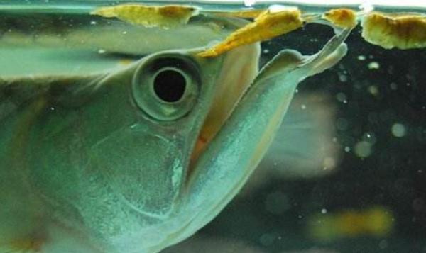 银龙鱼和什么鱼混养好 银龙鱼不吃食怎么办