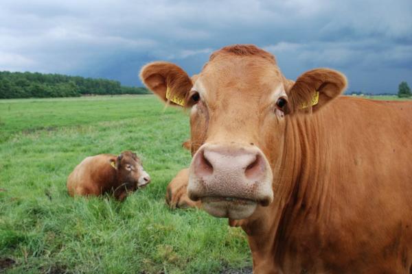 怎么看牛的年龄 牛能活多久（多少年）