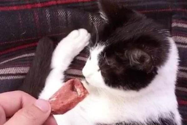 猫能吃生的鸡胸肉吗 猫可以天天吃鸡肉吗