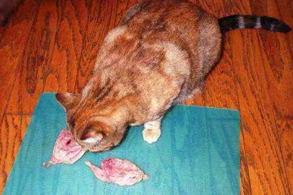 猫能吃生的鸡胸肉吗 猫可以天天吃鸡肉吗