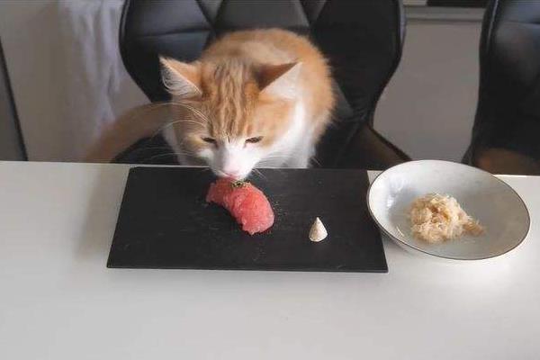 猫能吃生的鸡胸肉吗 猫可以天天吃鸡肉吗