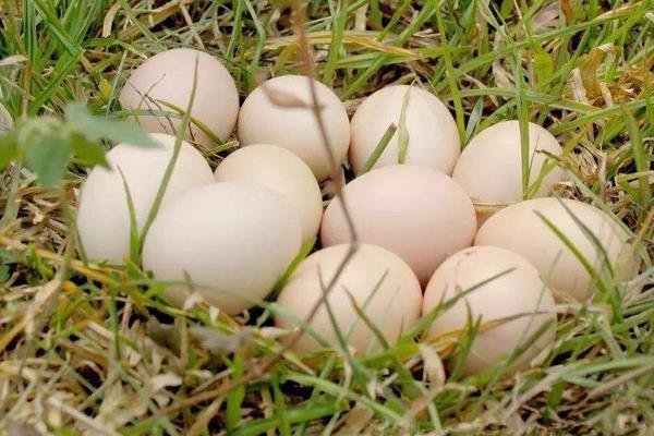 鹅几天下一个蛋 鹅一年产多少个蛋