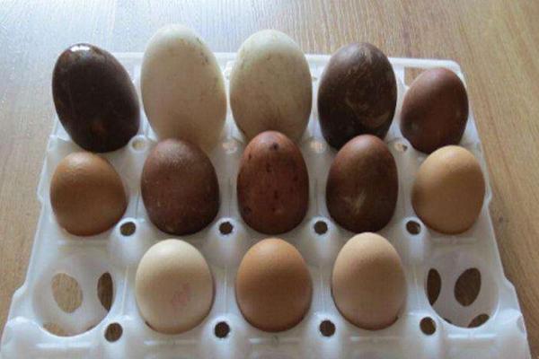 鸡蛋鸭蛋可以一起吃吗 鸭蛋好还是鸡蛋好