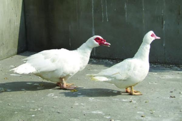 土番鸭和正番鸭的区别是什么 番鸭营养价值