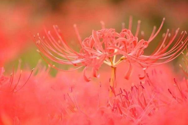 彼岸花长在哪里 彼岸花有毒吗