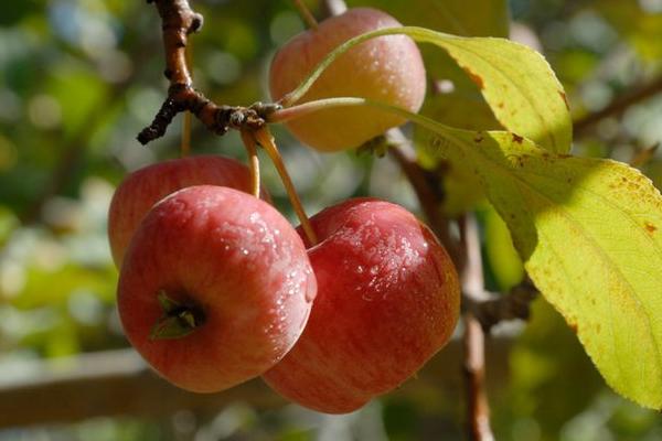海棠果和山楂的区别是什么 海棠果和苹果的区别