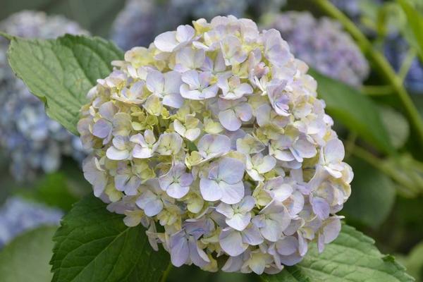 八仙花什么时候开花 八仙花花期是几月