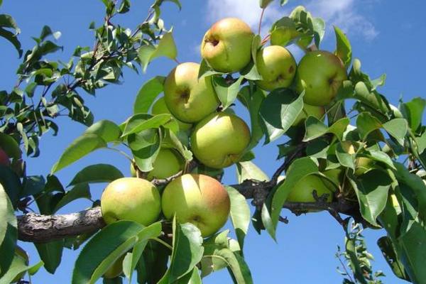 苹果梨是转基因水果吗 苹果梨是怎么来的