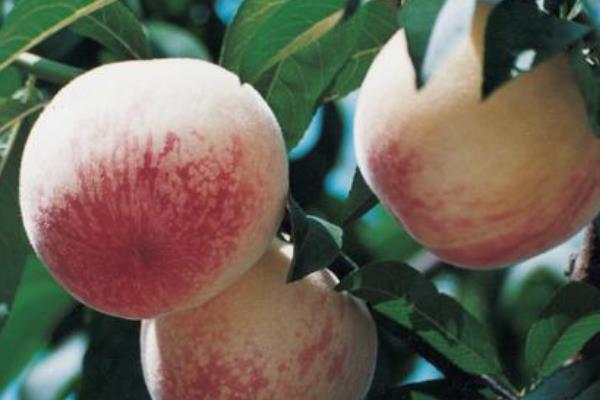 水蜜桃成熟季节（几月） 水蜜桃哪个品种好