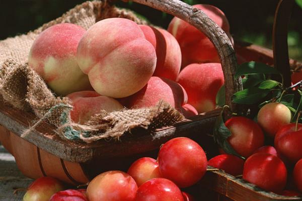 南汇水蜜桃上市时间（几月） 水蜜桃哪里的最好吃
