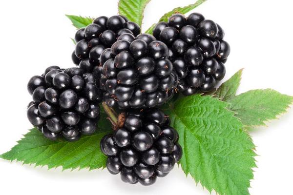 黑莓是桑葚吗 桑葚是什么