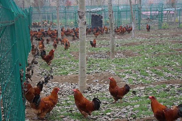 林下养鸡3000只成本需要多少 林下养鸡一亩可以养多少只