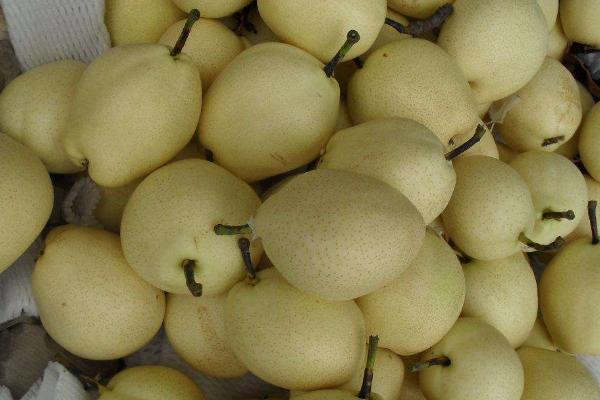 酥梨市场价格多少钱一斤 酥梨产地在哪里