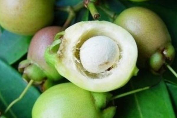 蒲桃是什么 蒲桃怎么吃 蒲桃能吃吗