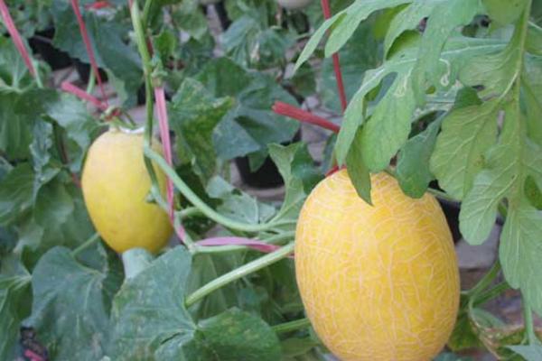 白兰瓜和哈密瓜的区别是什么 白兰瓜的功效与作用