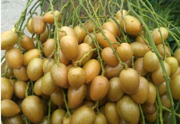 黄皮果哪个品种最好 黄皮果产地在哪里