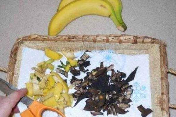 香蕉皮可以制肥料吗 香蕉皮可以泡水浇花吗