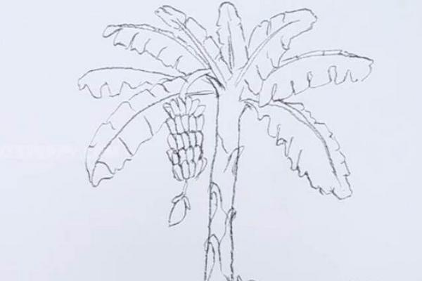 香蕉树怎么画 香蕉树简笔画图解