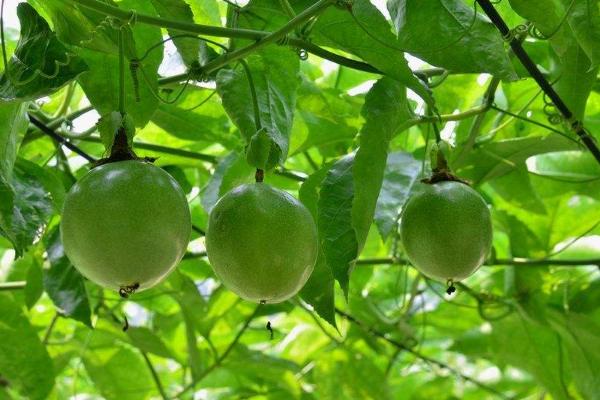 百香果种子怎么种 百香果一年结几次果