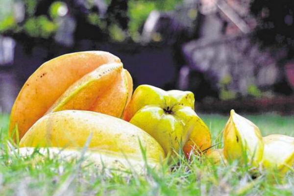 杨桃什么季节成熟（几月） 杨桃绿色的能吃吗