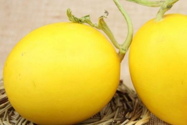黄河蜜是凉性还是热性水果 黄河蜜是发物水果吗