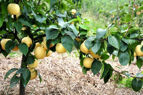 黄金梨亩产多少斤 黄金梨树苗几年挂果