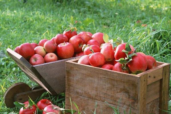 国光苹果和富士苹果哪个好吃 国光苹果产地在哪里