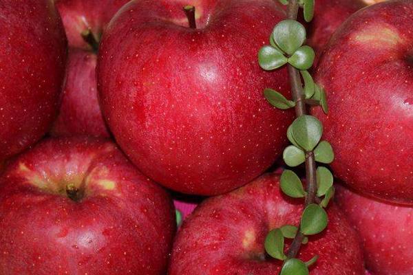 秦冠苹果产地在哪里 秦冠苹果市场价格多少钱一斤