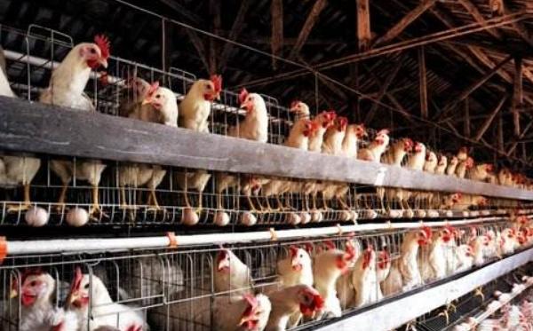 养鸡500只利润有多少 小型养鸡场需要投资多少钱