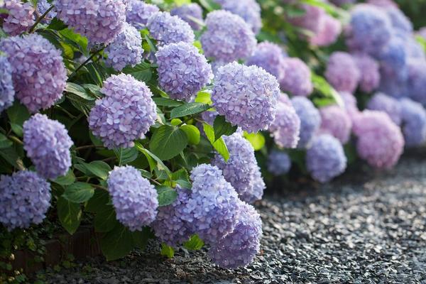 八仙花有毒吗 八仙花能放在室内卧室吗